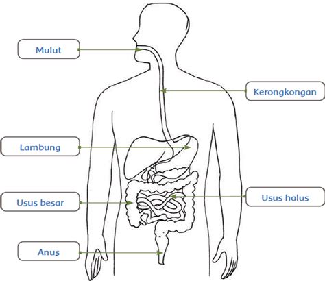 Sketsa Gambar Sistem Pencernaan Manusia - IMAGESEE