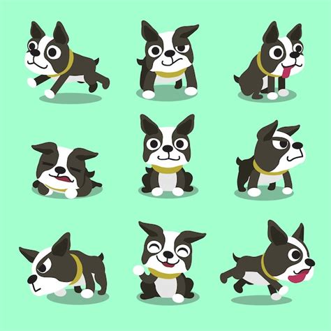 Personnage De Dessin Animé Boston Terrier Chien Pose | Vecteur Premium