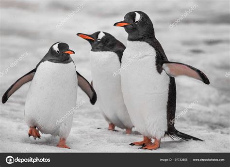 Close-up three penguins . Antarctic mountains. — Stock Photo © goinyk ...