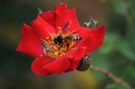 Bees on the Rose | Bee, Rose, Photo