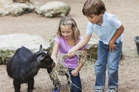 Visit Farm Animals With the Kids in Albuquerque