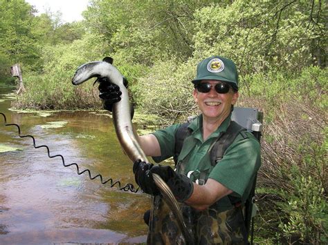 Outdoors: American eel migration | Local Sports | gloucestertimes.com