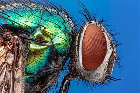 Blow flies can detect the presence of chemical weapons | SYFY WIRE