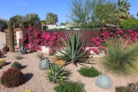 13 Budget-Friendly Ideas for a Drought-Tolerant Desert Garden