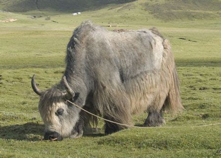 Yak Images | Tibet images | China images | Yak image, Animals wild, Animals