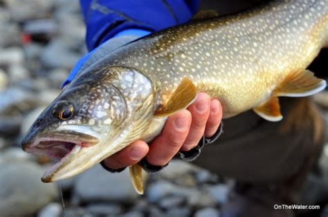 Well-Fed Lake Trout (Wachusett Reservoir Fishing Report)