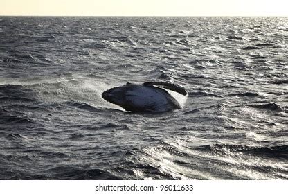 Sequence Humpback Whale Calf Breaching Stock Photo 96011633 | Shutterstock