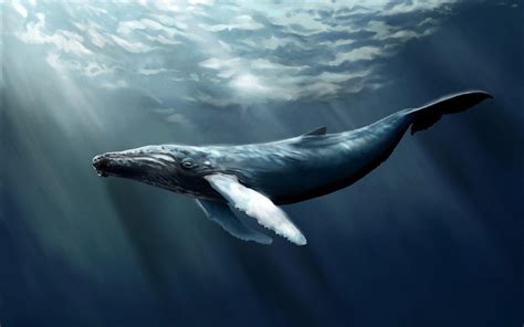 Humpback Whale Wallpapers - Top Free Humpback Whale Backgrounds - WallpaperAccess