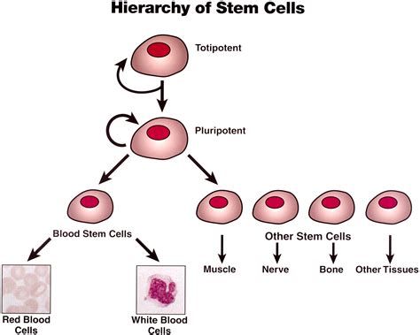 induced pluripotent stem cells | JeffreySterlingMD.com