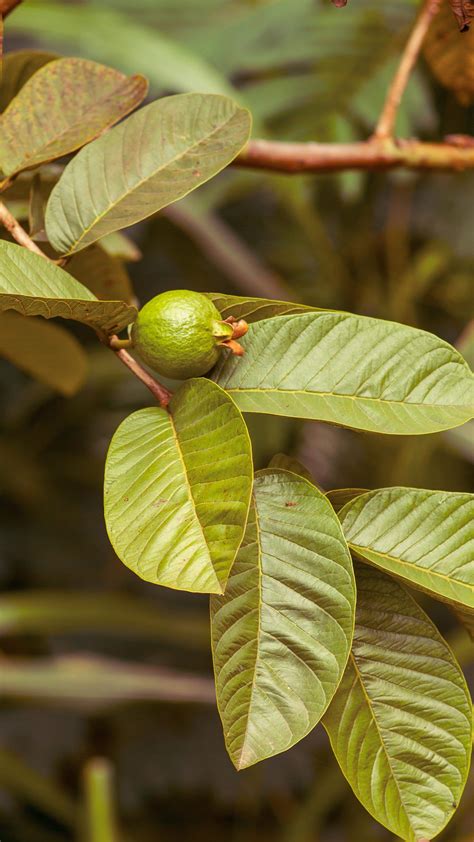 Health benefits of guava leaves