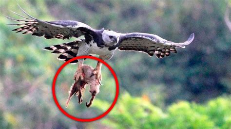 Top 10 Eagles Hunt Their Prey Without Mercy! - YouTube