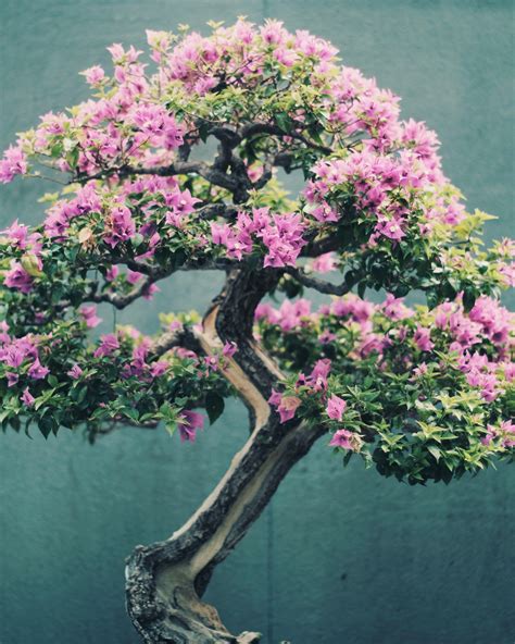 Bonsai Tree Wallpapers - Top Free Bonsai Tree Backgrounds - WallpaperAccess