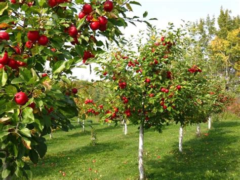 Organic Red Jonathan Apple Tree Seeds Aka Malus domestica | Etsy