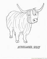 Scottish Highland Cattle Coloring Page Free Printable sketch template