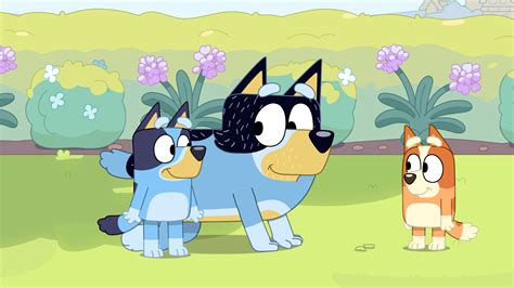 The Bluey phenomenon: Bandit Heeler voice actor reveals all about ...