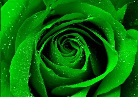 How to Make Green Roses: A Simple Step by Step Guide - HubPages