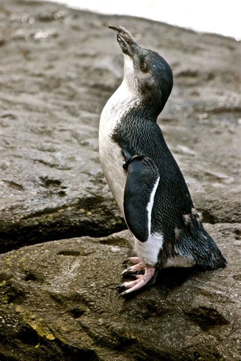 Little Blue Penguin in New Zealand. Photograph by María Sofía Sergi ...