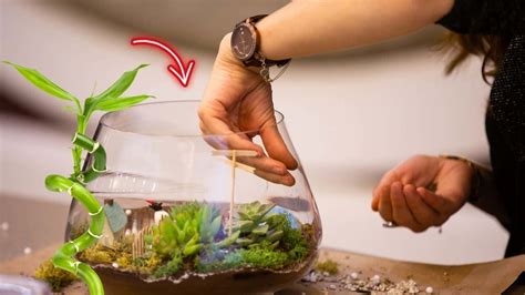 How to Grow Lucky Bamboo in a Terrarium — Top Tips