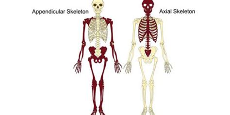 💄 How many bones in axial and appendicular skeleton. How many bones are there in the ...