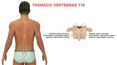 Thoracic Vertebrae or Thoracic Spine Bone T10 Stock Illustration - Illustration of bones ...