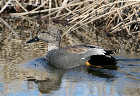 Estuaries | Wildlife Journal Junior