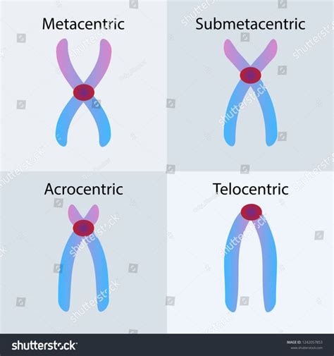 Type of chromosome, Metacentric, Submetacentric, Acrocentric ...