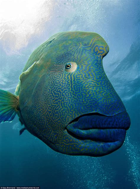 Scuba divers create optical illusion of being eaten alive by a giant Napoleon Wrasse | Daily ...