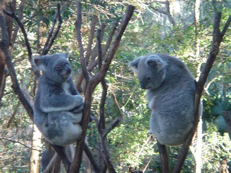 114 koalas at Currumbin Wildlife Sanctuary | MichaelWu | Flickr