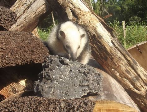 The Tamandua: A Unique Anteater and a Special Pet - PetHelpful