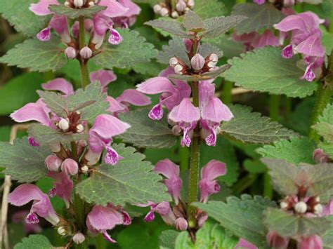 Lamium maculatum - Spotted Dead Nettle | World of Flowering Plants