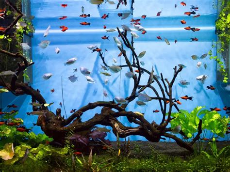 How To Soften Aquarium Water: Simple And Effective Methods - AquariumPub