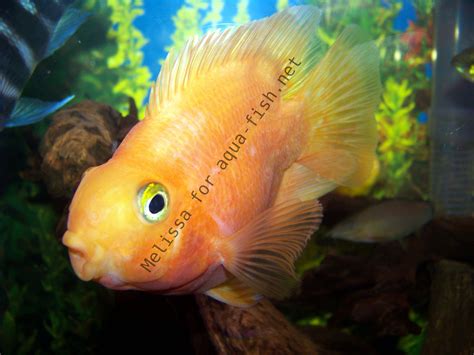 Parrot Cichlid Care Guide: Water Conditions, Breeding, Varieties, and Rescue Story