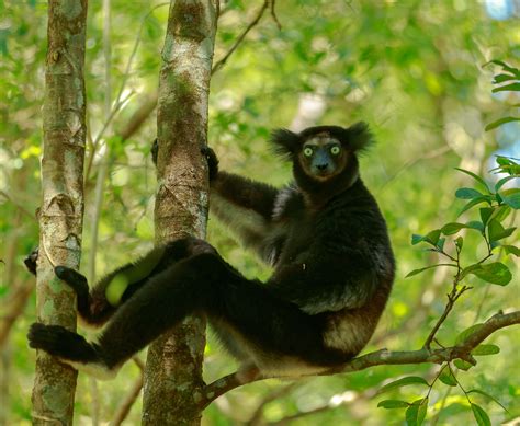 Indri Lemur (Indri indri)- Why is it called Babakoto? - Primates Park