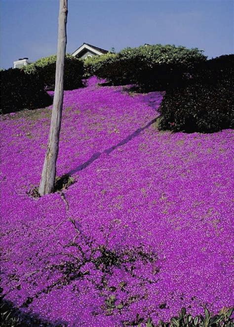 Iceplants are evergreen ground covers that grow up to 3 inches and ...