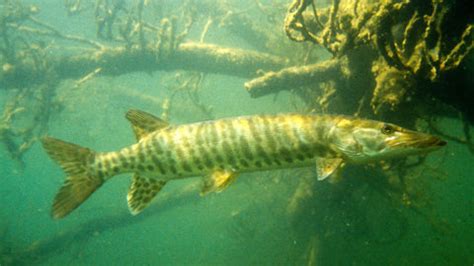 Barred Muskie (Esox masquinongy) – Predatory Fins