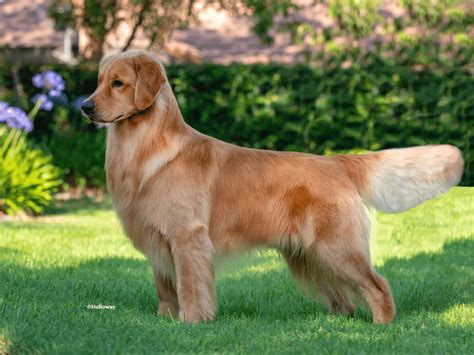 Field Golden Retriever vs. Show Golden Retriever Comparison