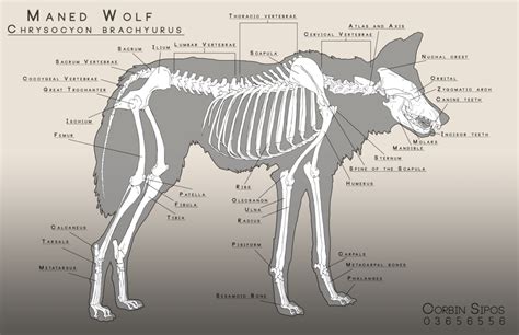 Maned Wolf Anatomy by OhWoahItsMe | 그림자료 | Pinterest | 동물 구조, 늑대 및 동물