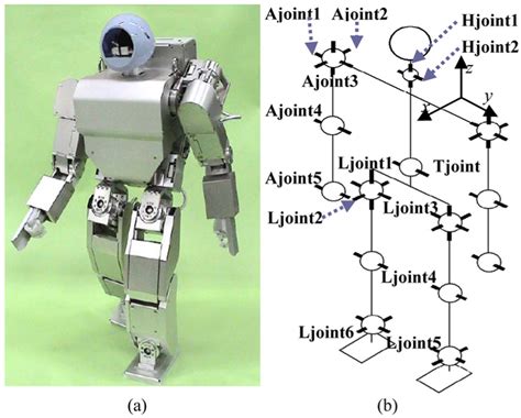 (a) HOAP robot and (b) kinematic configuration of HOAP robot ...