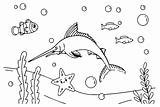 Marlin to Color Coloring Page  Free Printable Pages sketch template