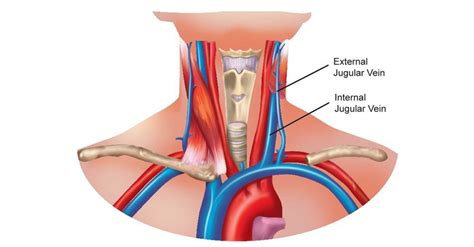 Jugular Vein - Sawan Books