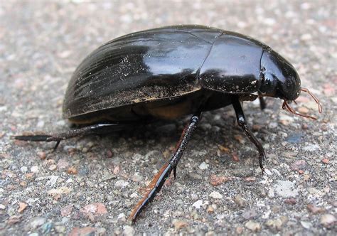 Water scavenger beetle | Predator, Aquatic Insects & Adaptations | Britannica