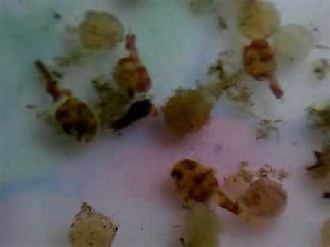 Dwarf Puffer 18 (Fry of Dwarf Puffer-7)(Breeding tank B) - YouTube