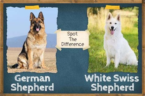 White Swiss Shepherd vs German Shepherd - Spot the Difference | ZooAwesome