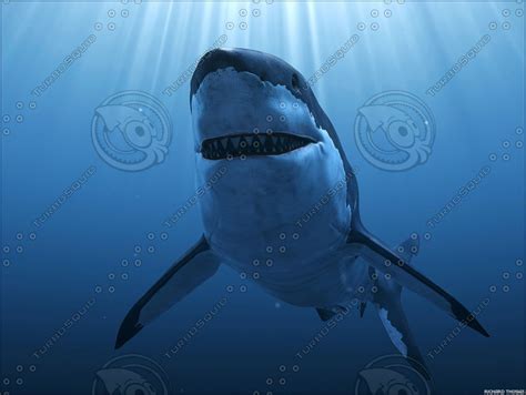 3d great white shark animation