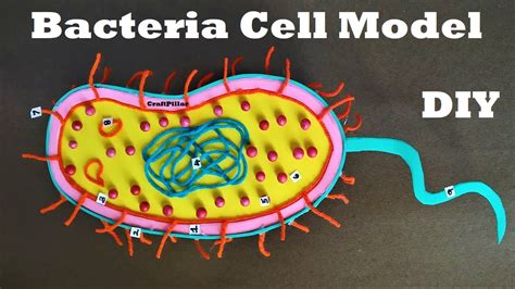 Bacteria Cell Science Project | 3D project | DIY at Home | CraftPiller | still model - YouTube