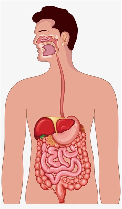 Clipart Free Library Gastrointestinal Tract Human Anatomy - Human Digestive System Png ...