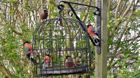 Hanging Bird Feeders Ideas: Hanging Bird Feeders Squirrel Proof