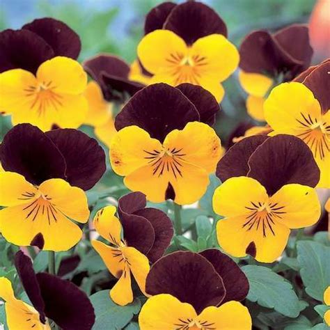 Fall pansy colors certain to please customers | Total Landscape Care