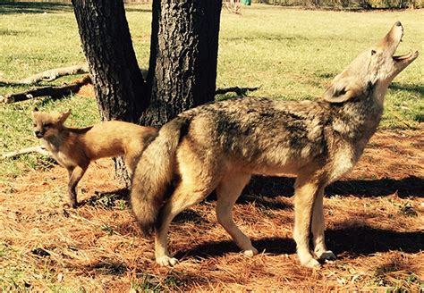 Dublin, Ohio, USA » Tell the Difference Between a Fox and a Coyote