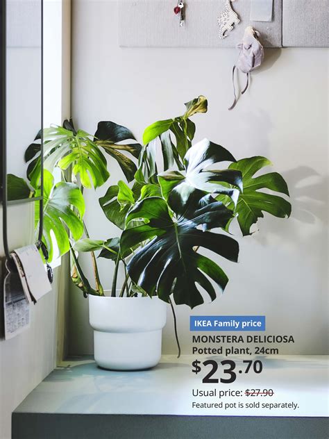 Plants - Home Decoration & Improvement - IKEA